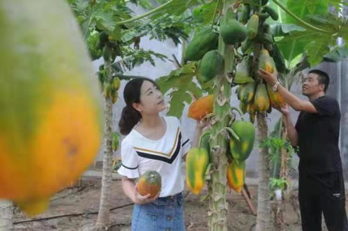 淄博淄川 山東欣澤順富硒生態(tài)園，南果北種繪就鄉(xiāng)村振興的‘硒’望畫(huà)卷